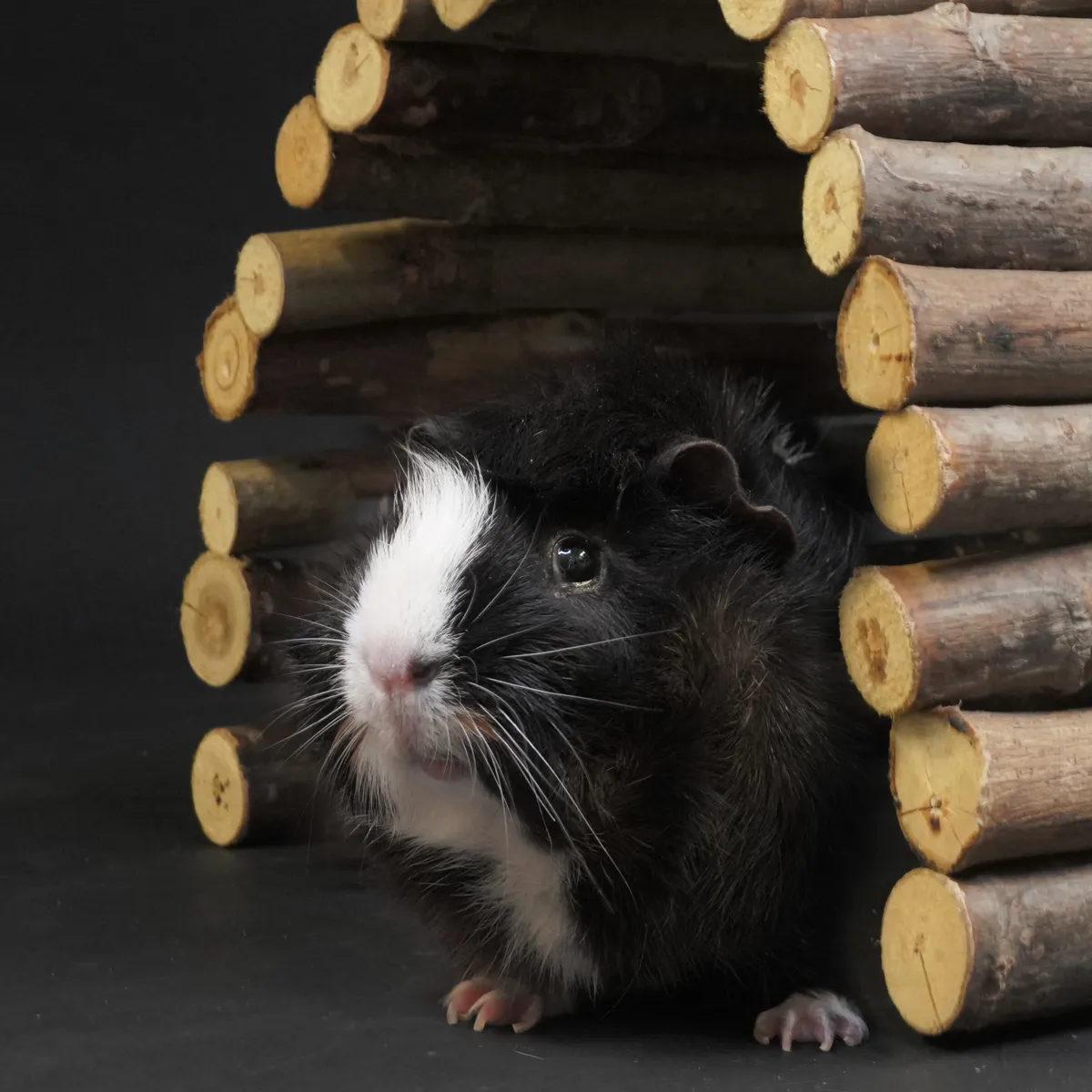 Jouw Cavia Houten Brug M wilgentenen donker