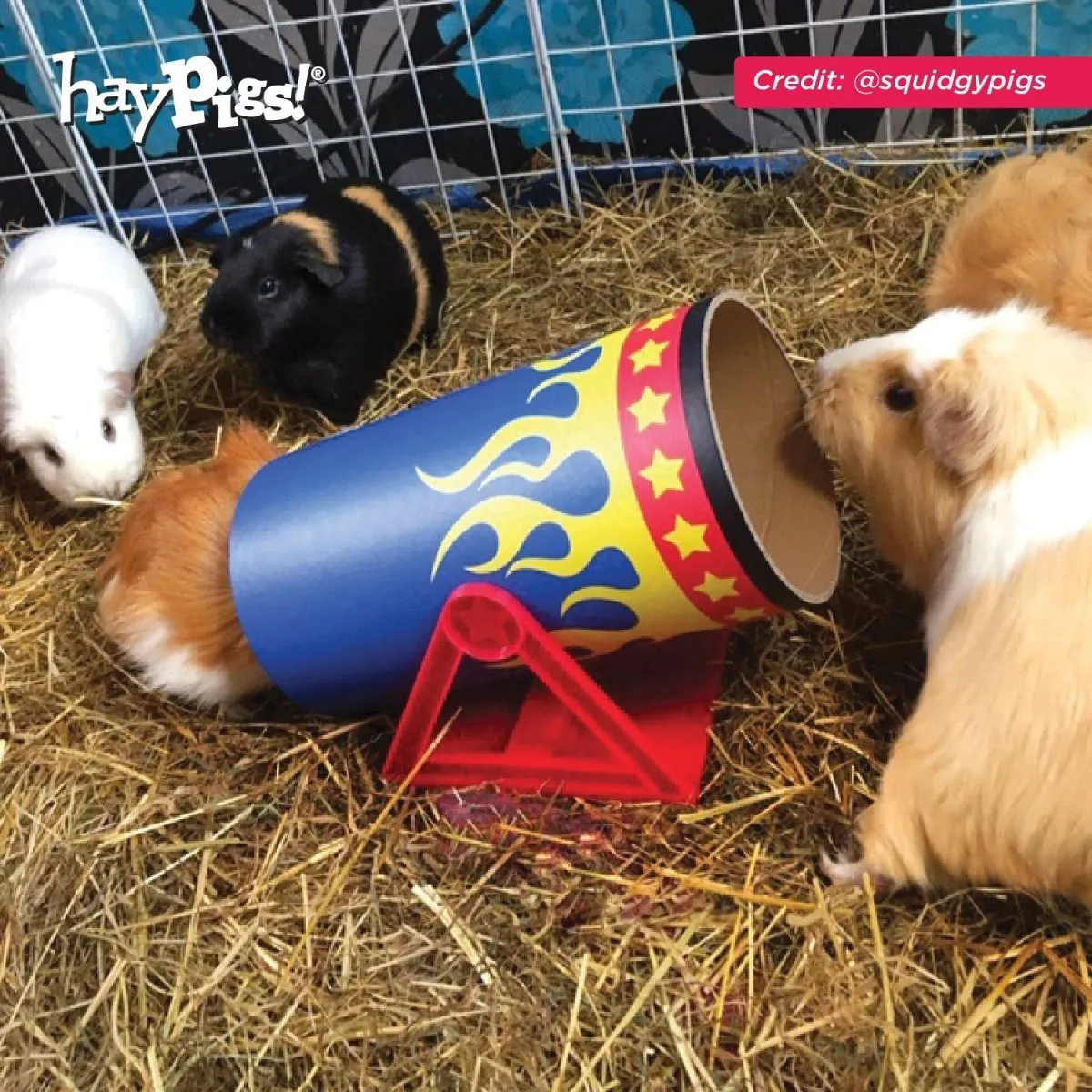 HayPigs Cavy Cannonball tunnel cavia 21,5cm karton kantel