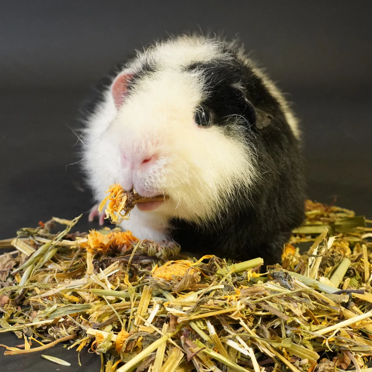 Jouw Cavia Weidemix kruidenmix vezelrijk met bloemen