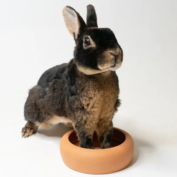 Jouw Konijn Originals Terracotta voerbak S natuurlijk