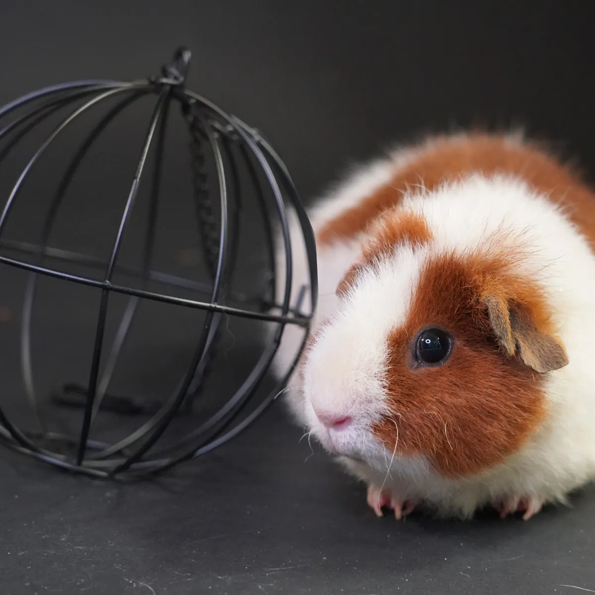 Jouw Cavia Hay Ball hooibal voor cavia knaagbaar