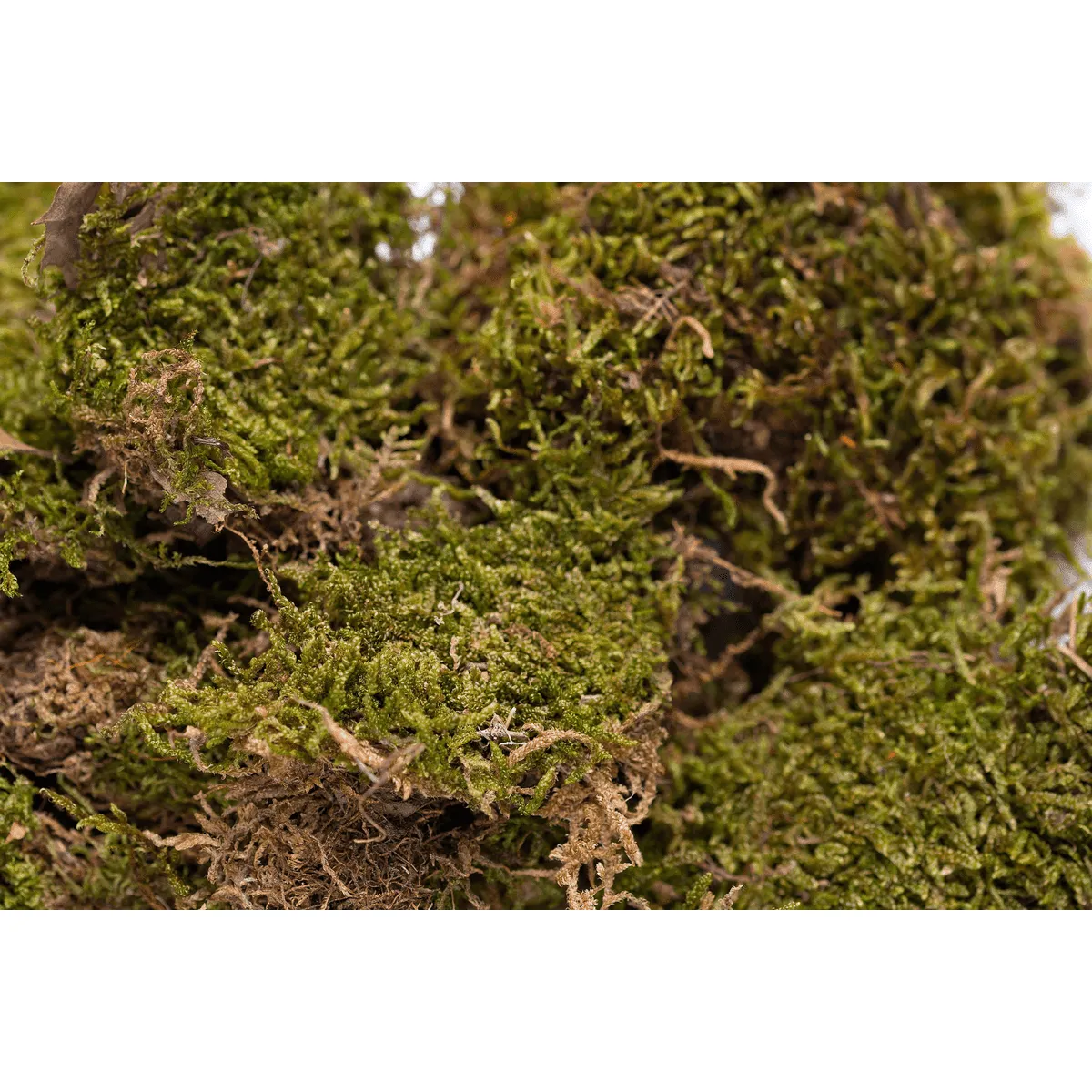 Bounty Paradise NT Moosfasern nestmateriaal 50 gr natuurlijk