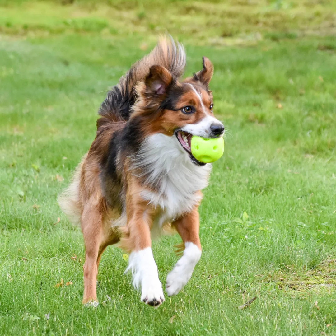 Nature First Breeze Ball hondenbal rubber luchtgaten