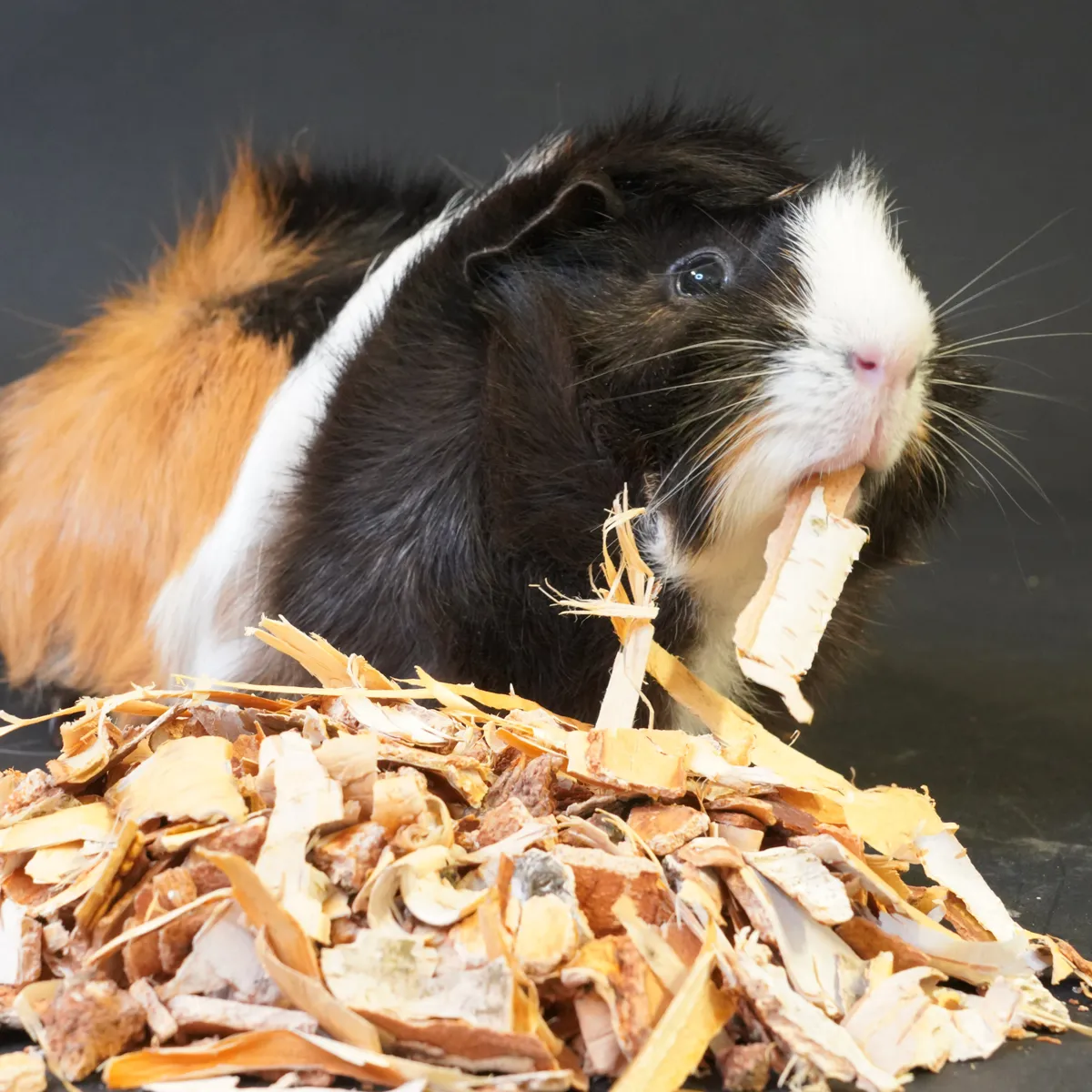 Jouw Cavia Knabbelhout schors natuurlijk gebitsslijtage