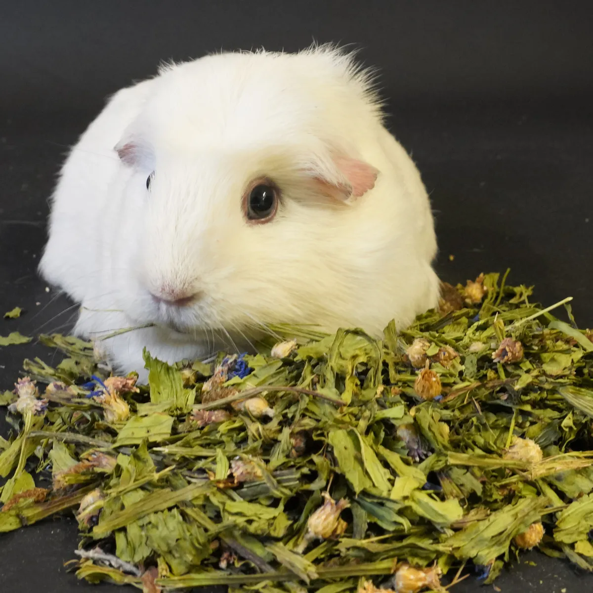 Jouw Cavia smalle weegbree kruiden korenbloem natuurlijk