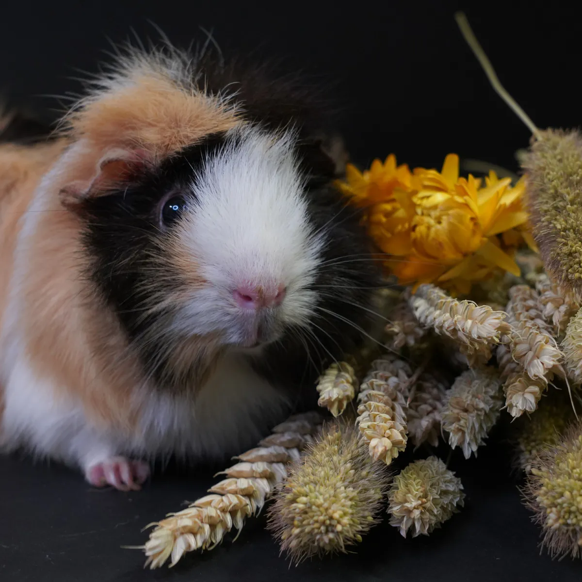 Jouw Cavia Nibble Bouquet knaagboeket cavia natuurlijk