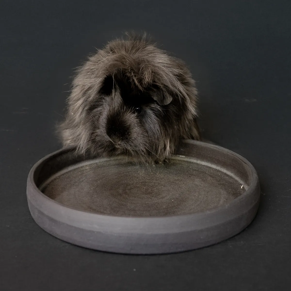Jouw Cavia Levi kruidenschaal S Nigra klei voor cavia