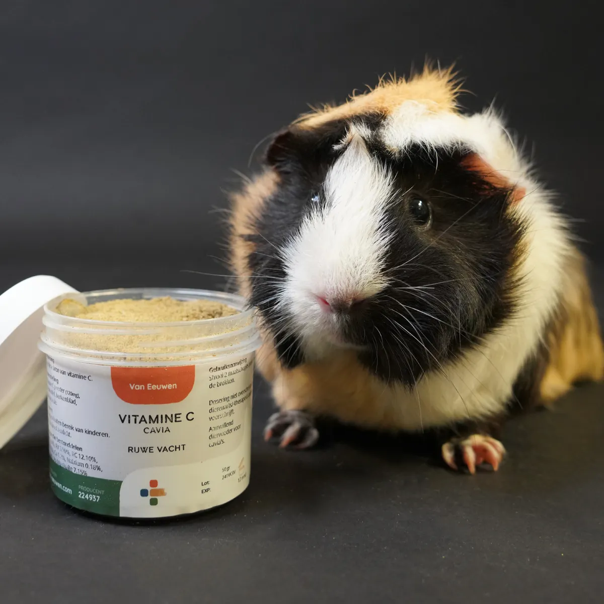 Jouw Cavia vitamine C ruwe vacht langharige cavia