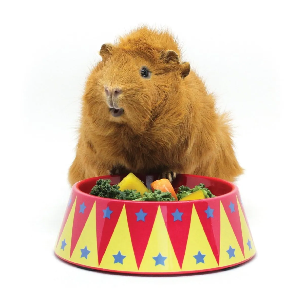 HayPigs Food Craving Tamer voerbak cavia 2 cups circus