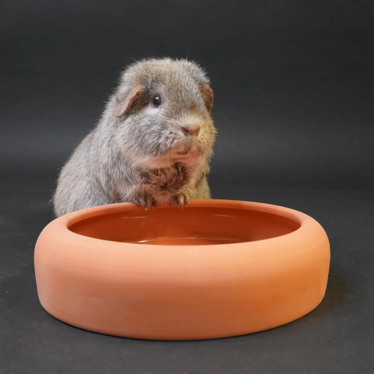 Jouw Cavia Terracotta voerbak M aardewerk voor cavia