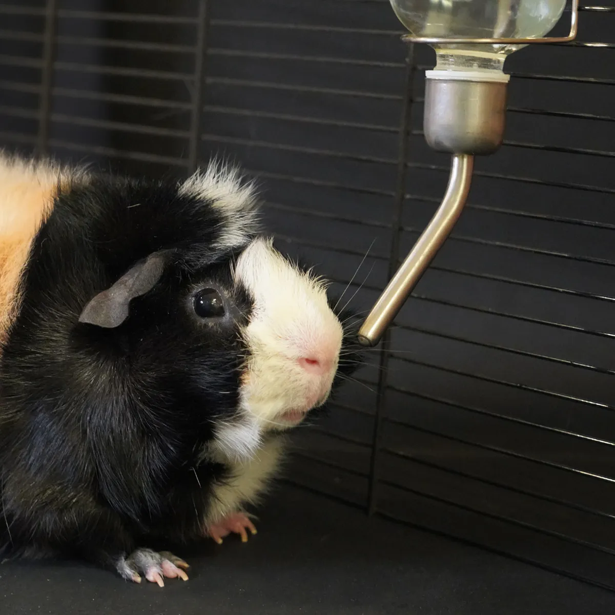 Jouw Cavia Waterfles glas M met maïskolfje