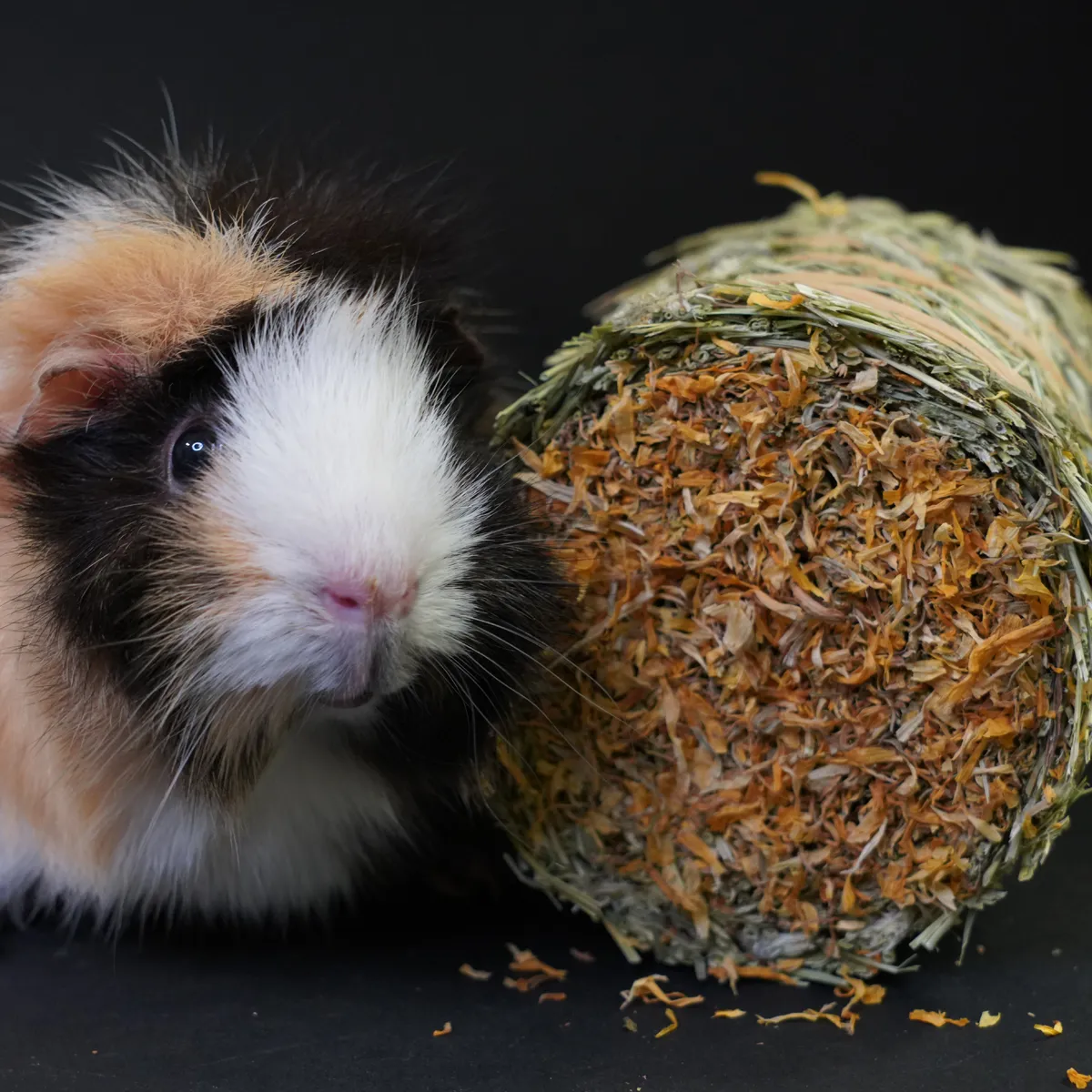 Jouw Cavia Hay Cake Box hooicake set van 2 knaagspeelgoed