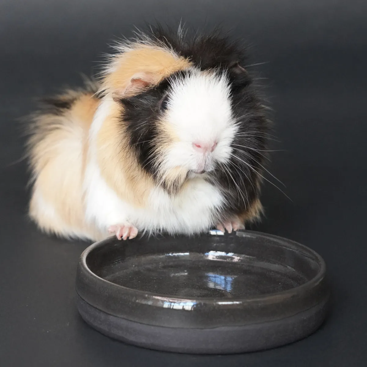 Jouw Cavia Lorenzo eet- en drinkbak Nigra klei