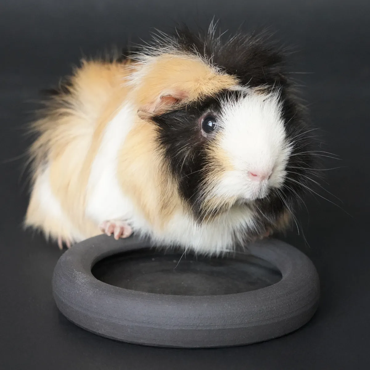 Jouw Cavia Emilio voerbak drinkbak Nigra klei geglazuurd
