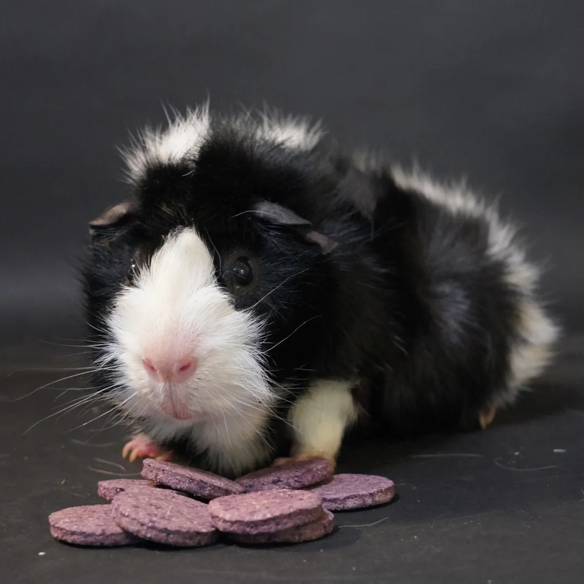 Jouw Cavia Blueberry Bites Cookies bosbes koekjes