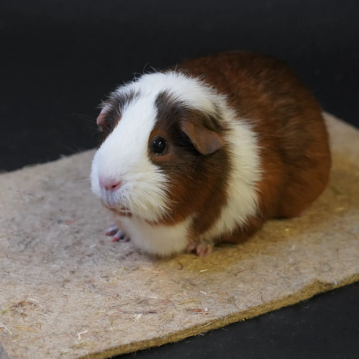 Jouw Cavia Hennep-Kenaf mat S natuurlijk knaagbaar