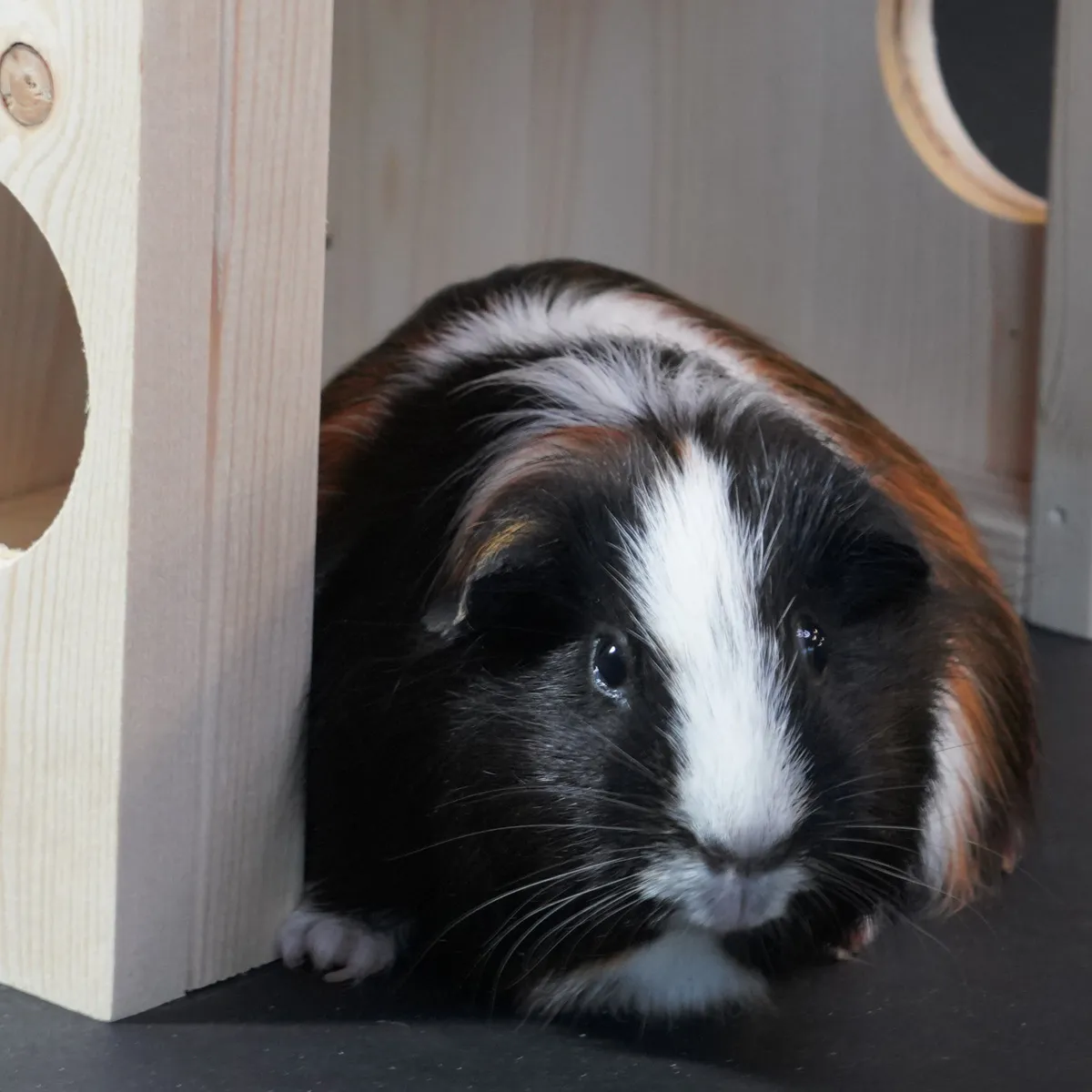 Jouw Cavia Frigg Schuilschuur schuilhuis vurenhout