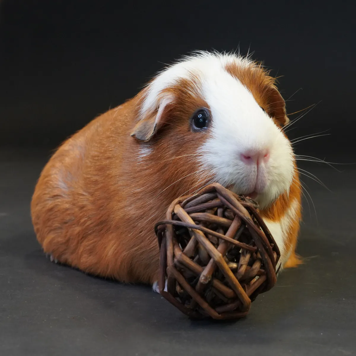 Jouw Cavia Wilgenbal speelbal S natuurlijk wilg voor cavia