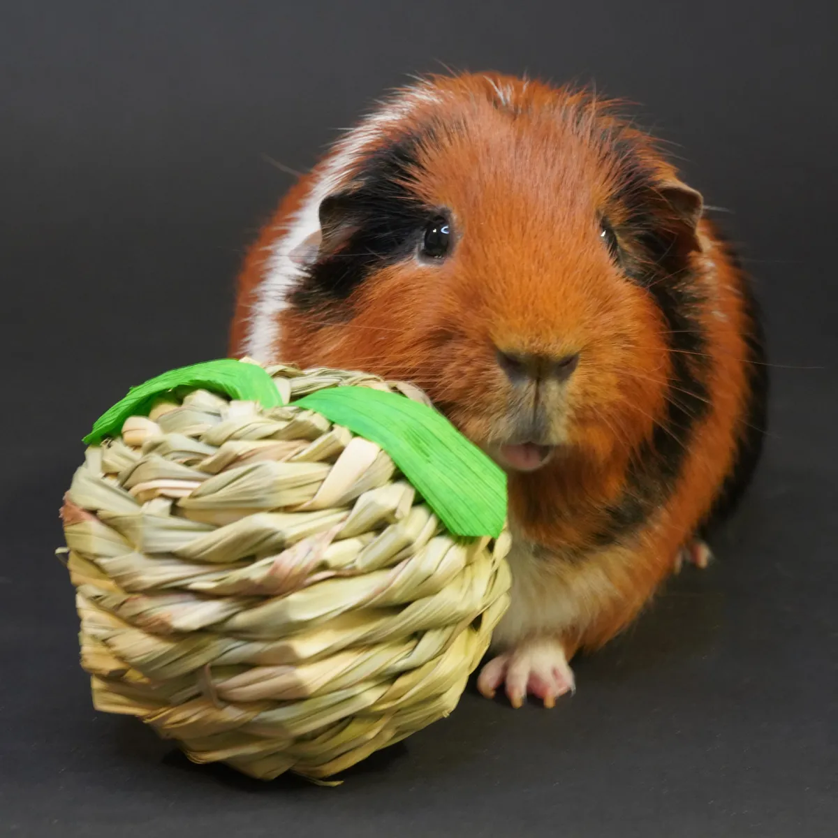 Jouw Cavia Hooiappel hooispeelgoed natuurlijk hooi voor cavia