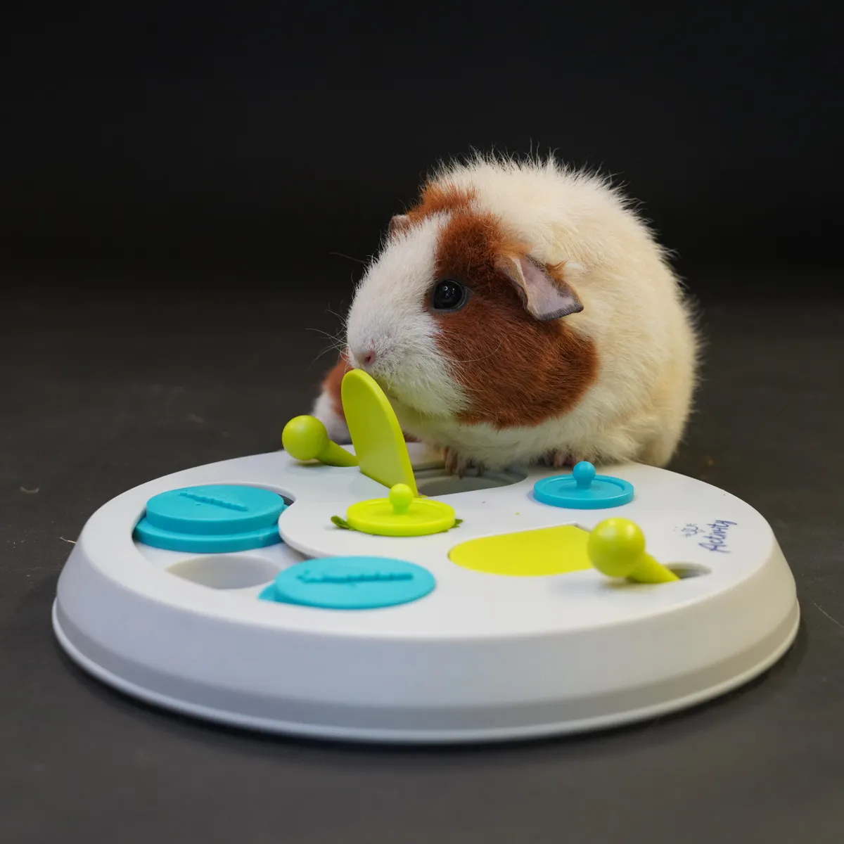 Jouw Cavia Flip & Find Grey denkspel cavia grijs antislip