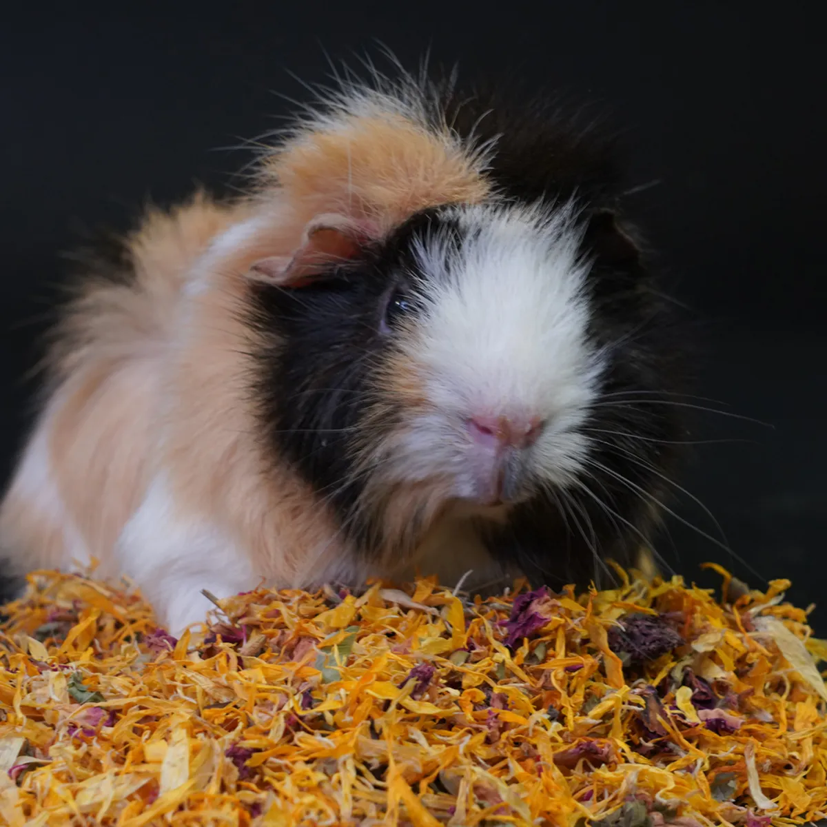 Jouw Cavia Kruidenmix rode zonnehoed zonnebloemblaadjes vezelrijk