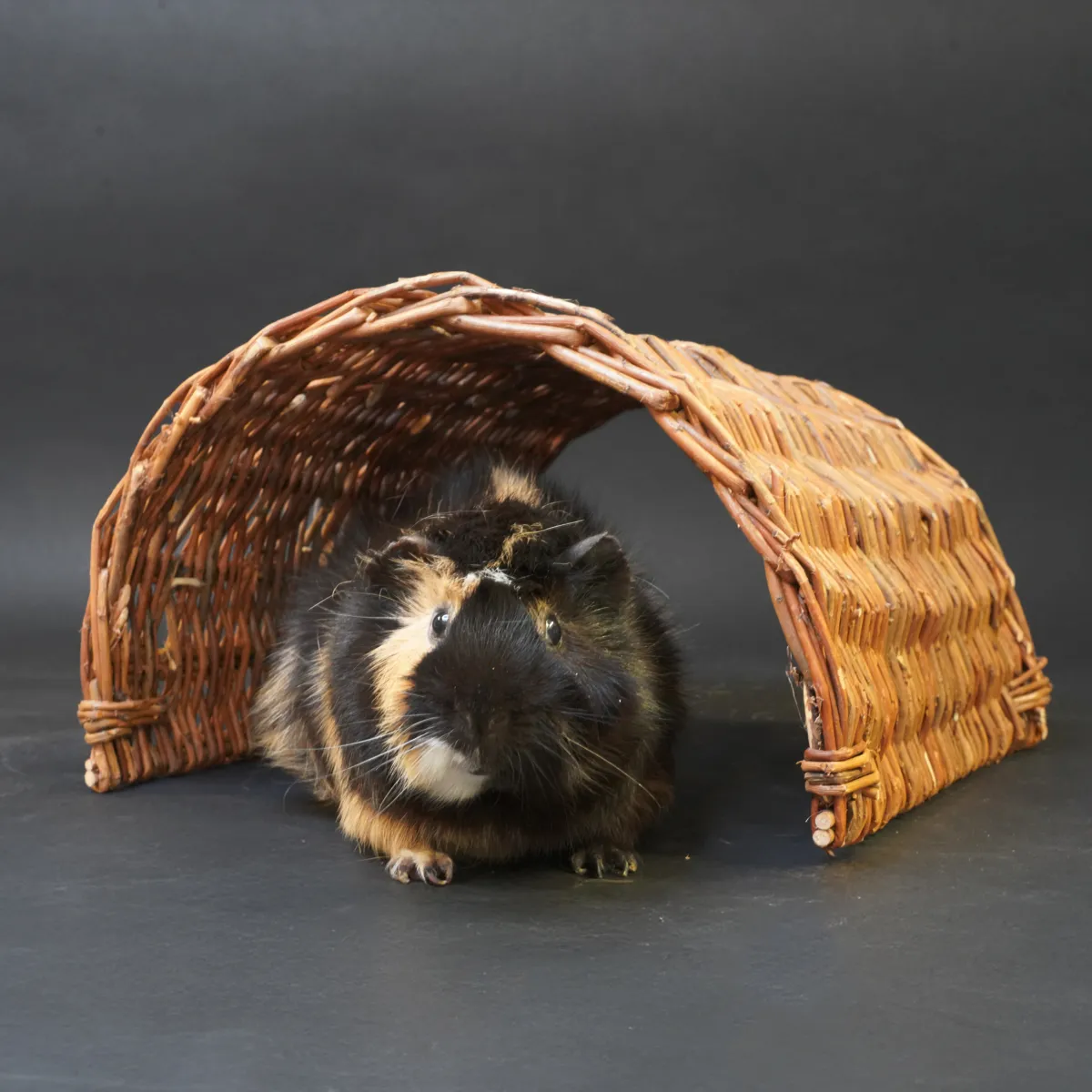 Jouw Cavia Wilgenbrug M schuilplaats wilg knaagbaar