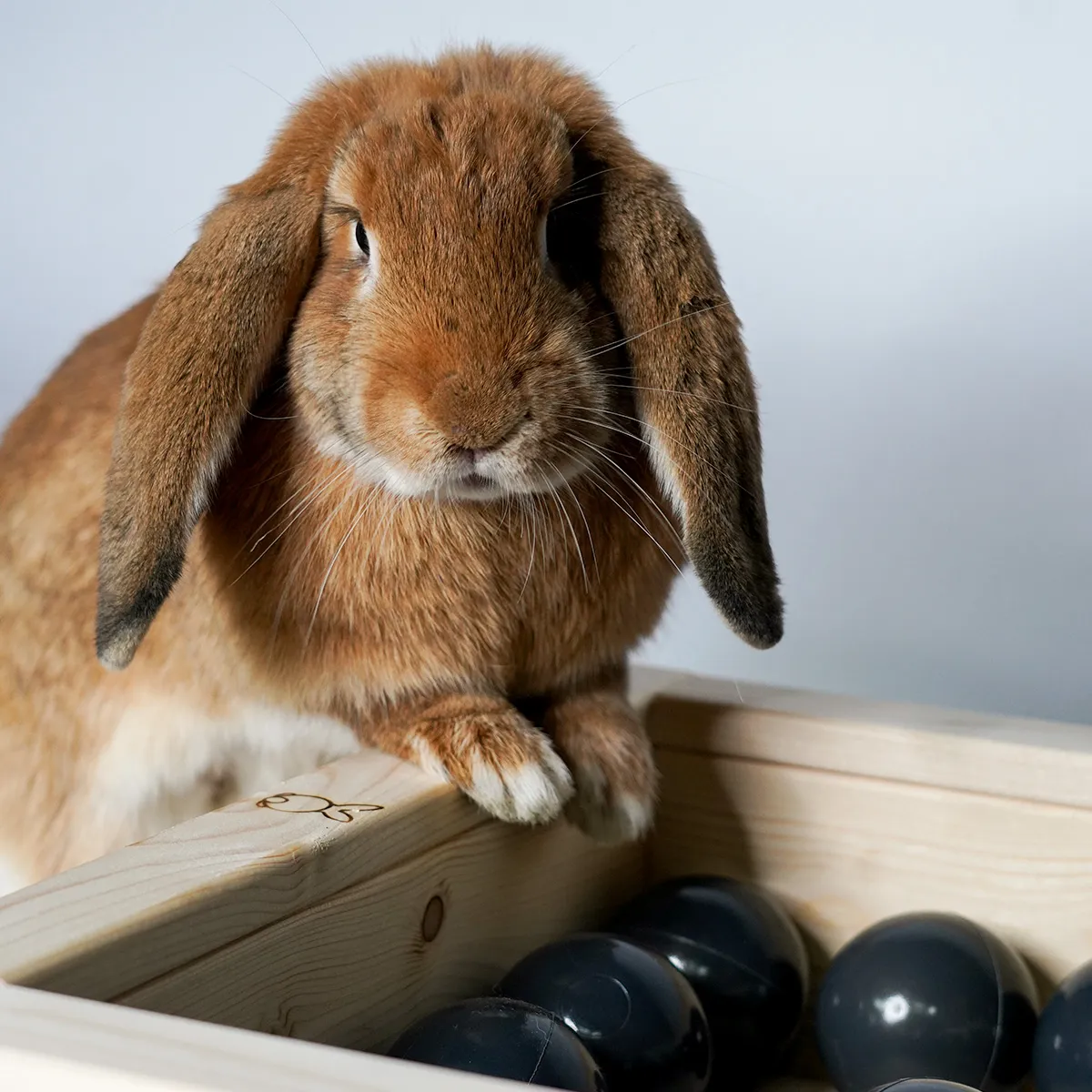 Jouw Konijn Originals Ballenbak konijn hout handgemaakt