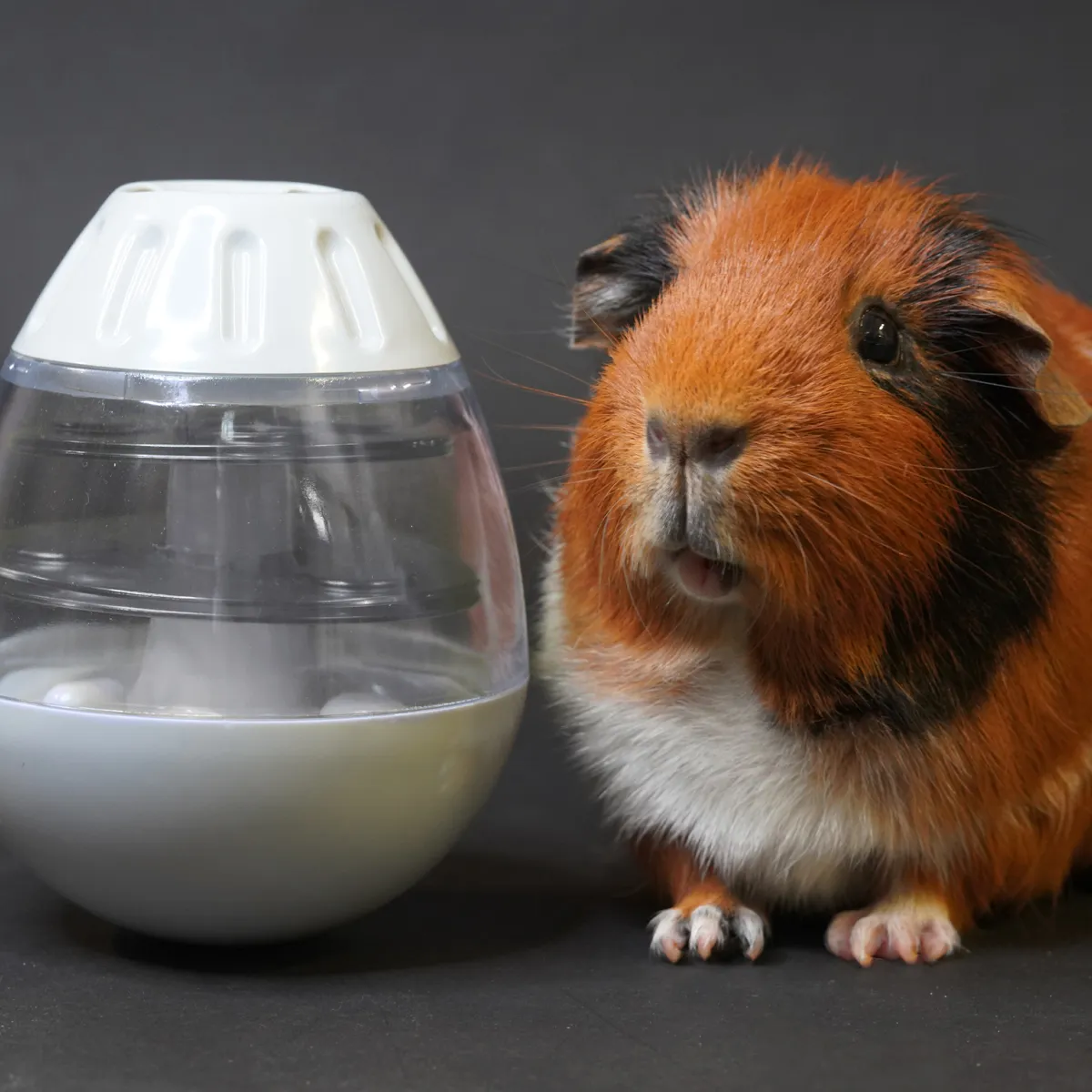 Jouw Cavia Wiggle & Find denkspel verstelbaar