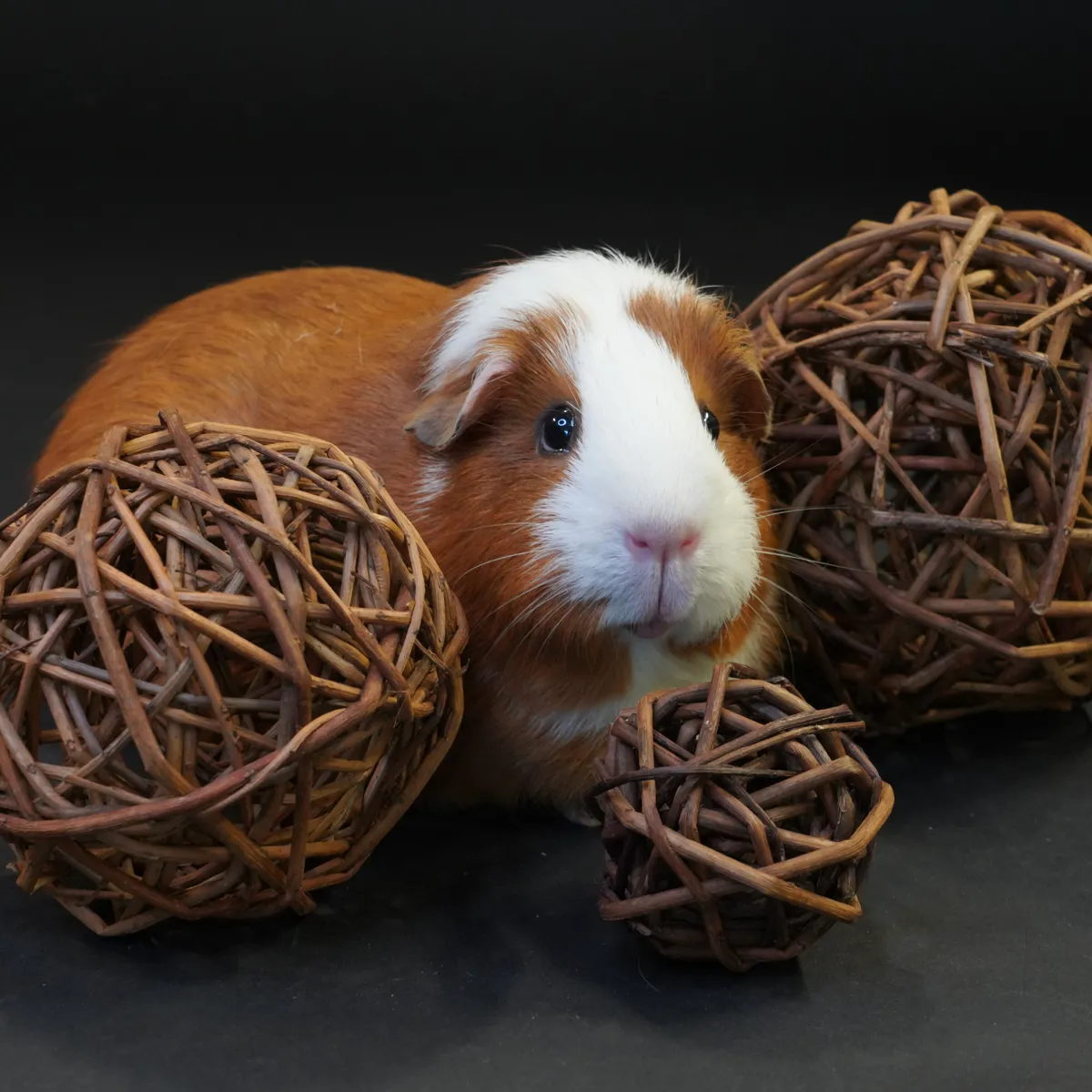 Jouw Cavia wilgenbal set van 3 speelgoed natuurlijk