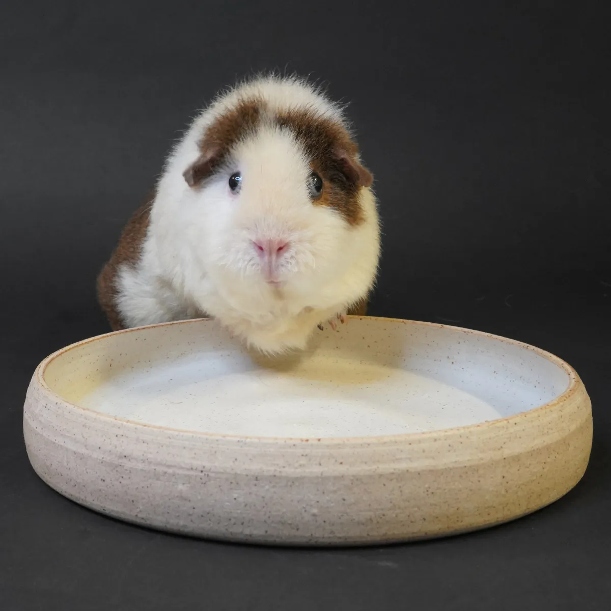 Jouw Cavia Luna kruidenschaal S wit glazuur