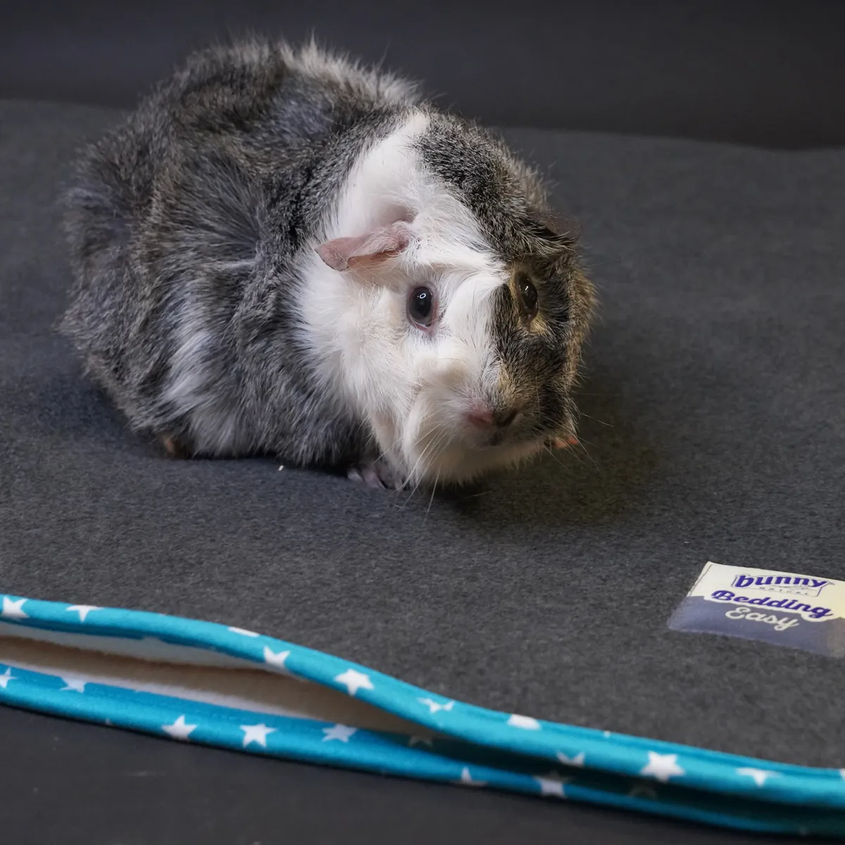Jouw Cavia Relax & Chill mat L absorberend blauw
