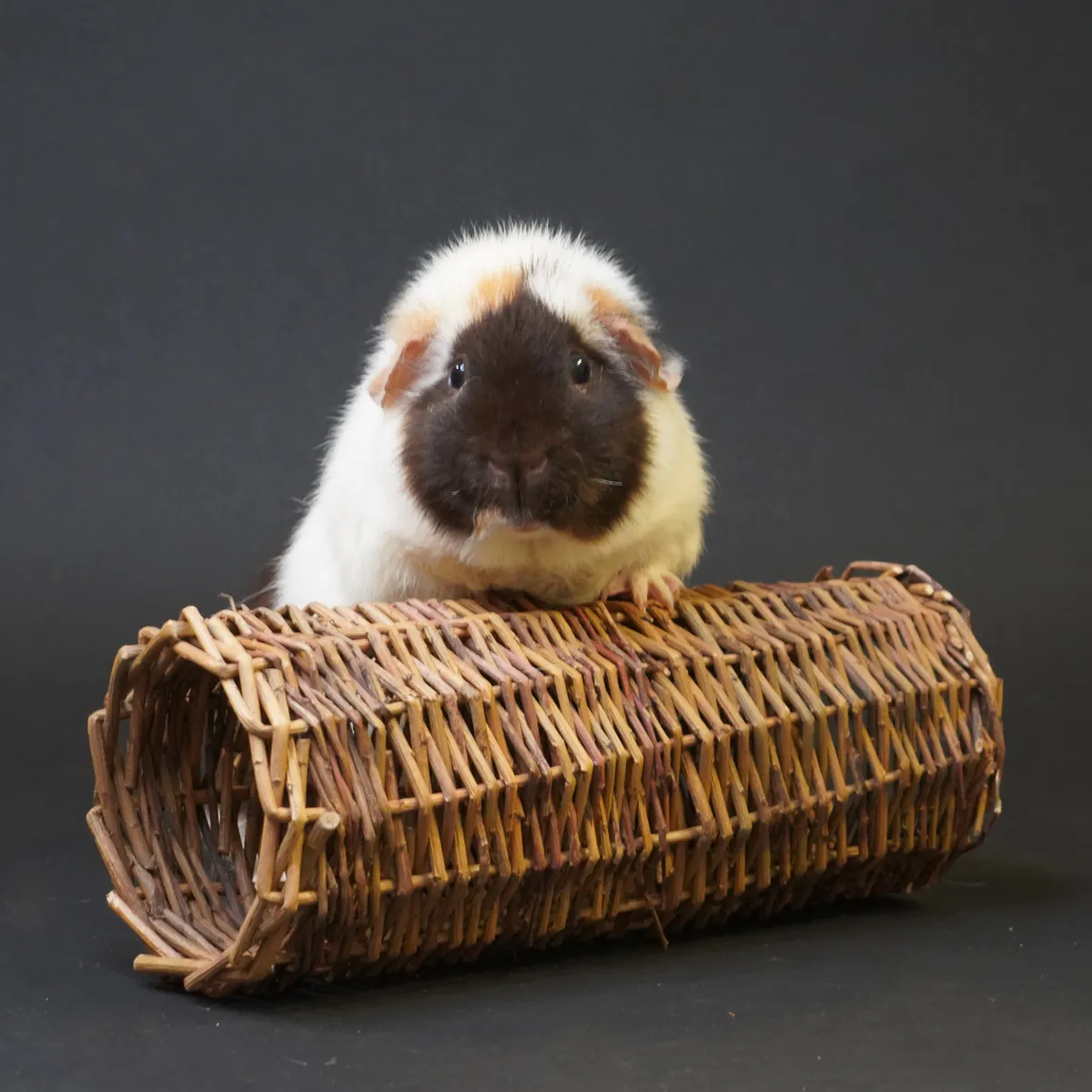 Jouw Cavia Wilgentunnel S speeltunnel wilg klein