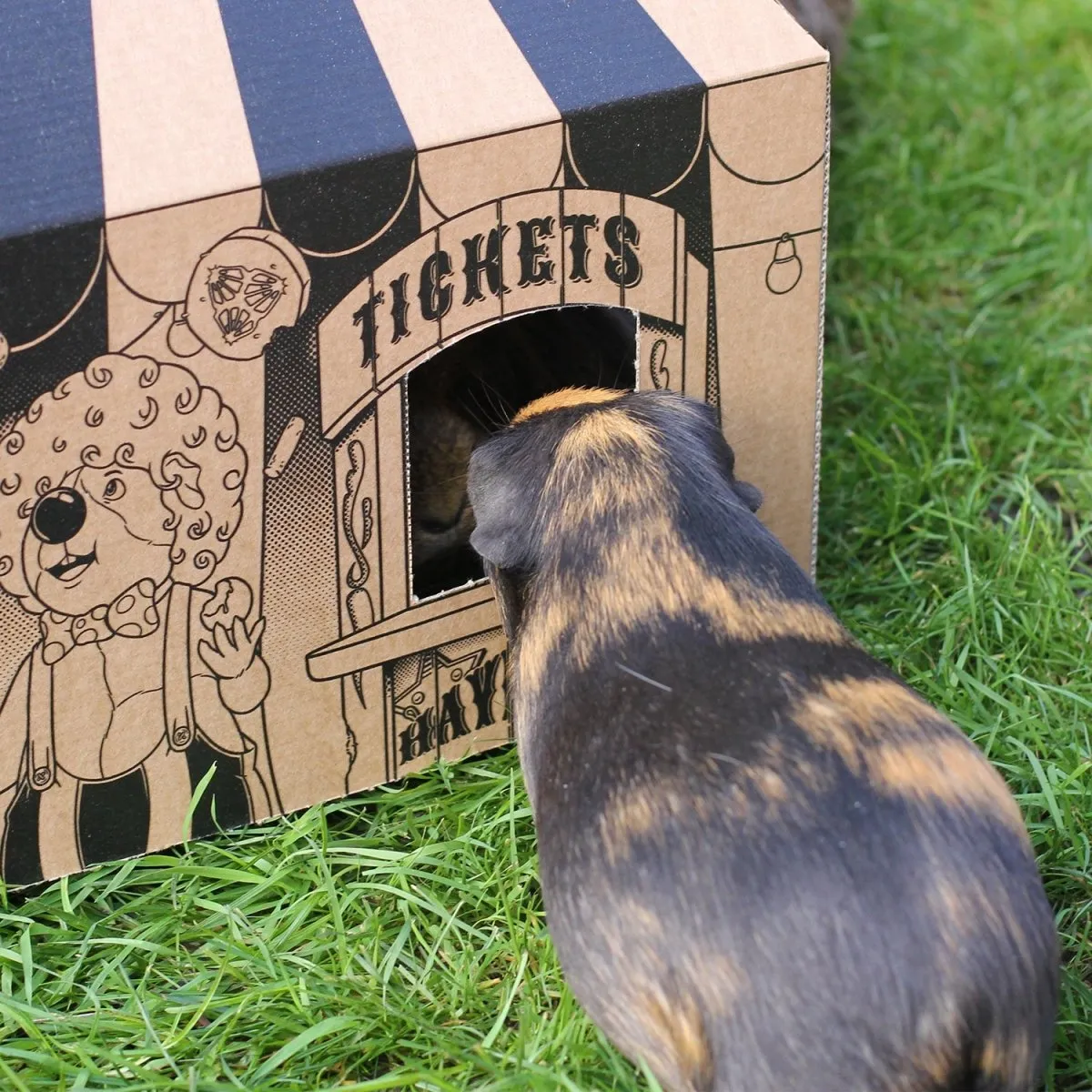 HayPigs Pig Top Playhouse schuilhuis 3 stuks karton 33cm
