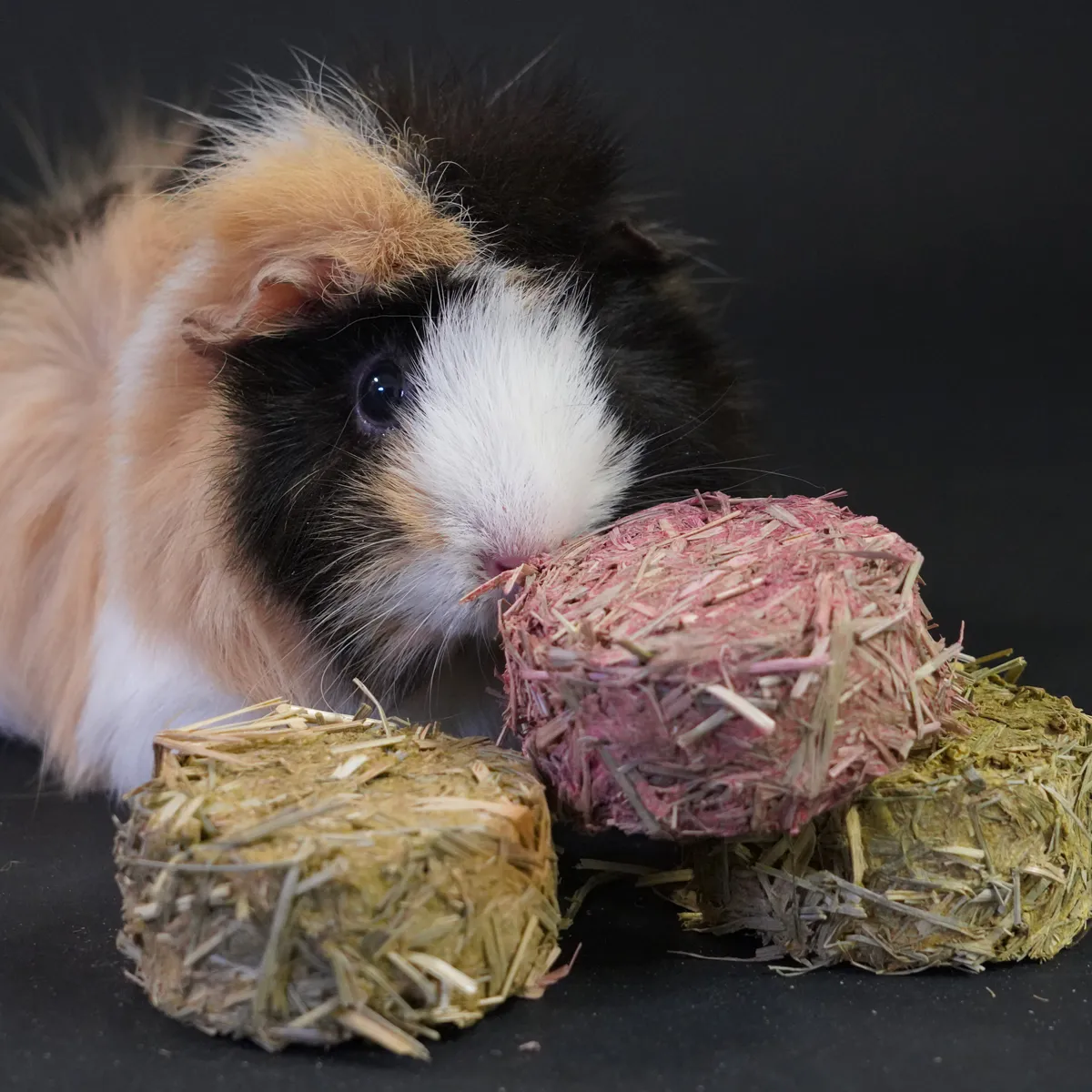 Jouw Cavia hay rondo's mix hooikoekjes natuurlijk