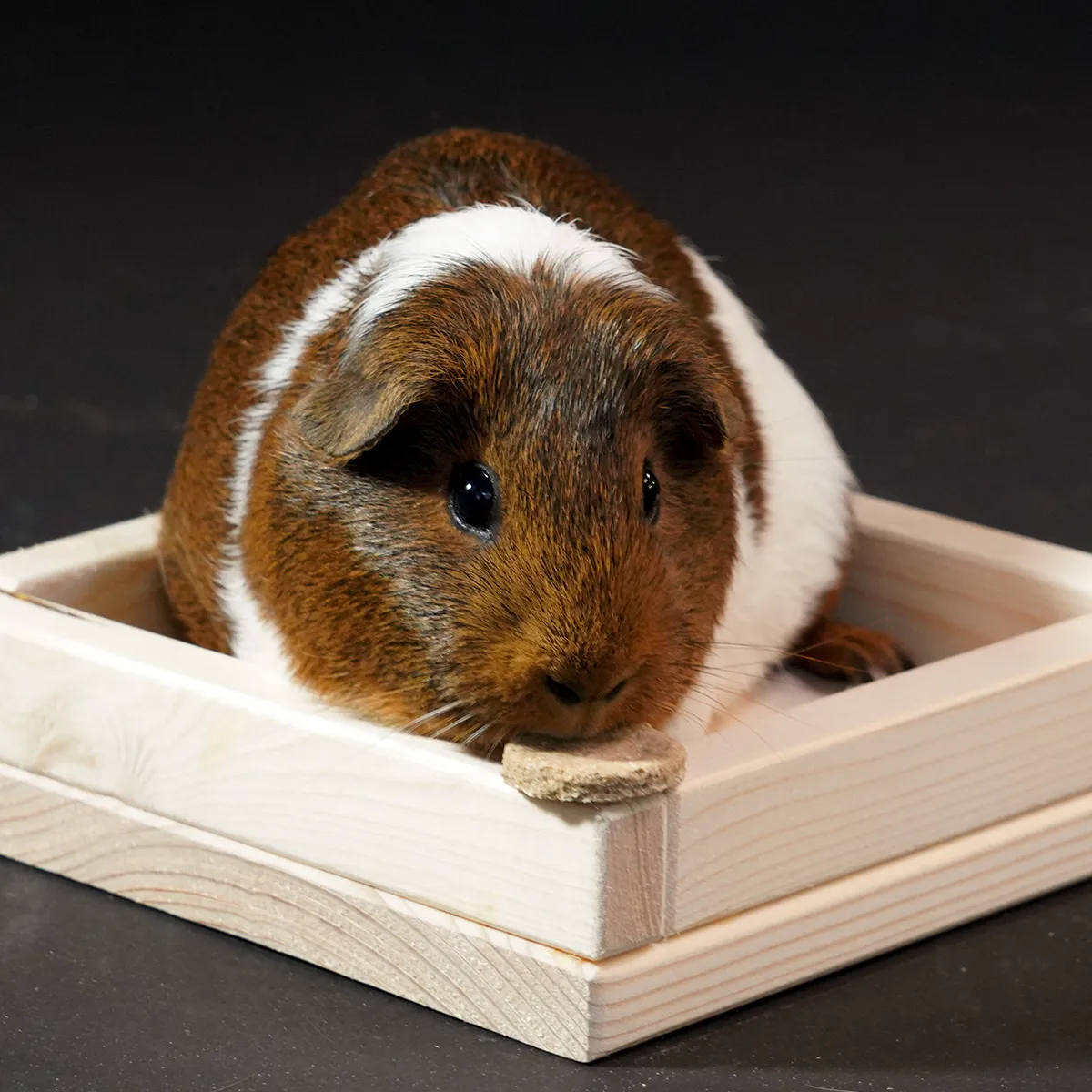 Jouw Cavia Kruidenschaal Wood S Voerbak Hout