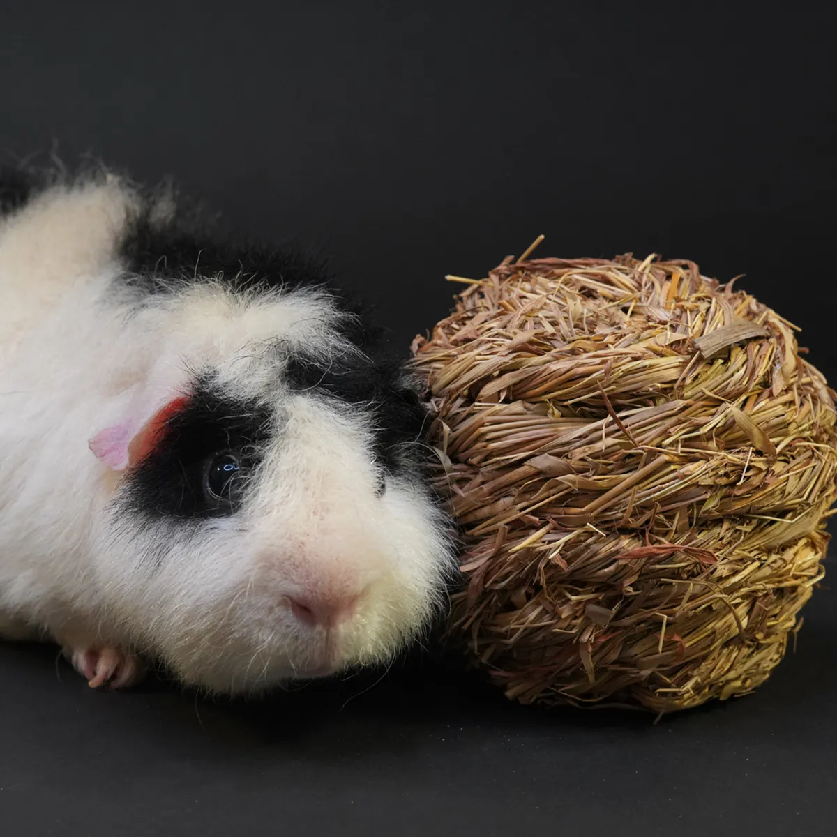Jouw Cavia Grasbal speelbal met belletje hooi