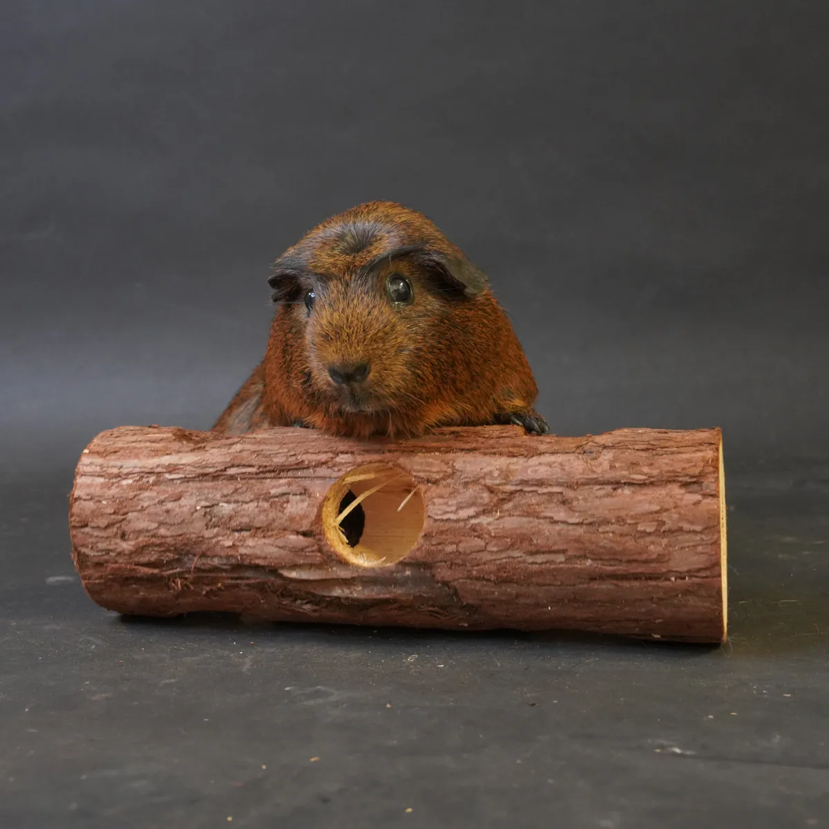 Jouw Cavia Knaagstam knaagspeelgoed M vulbaar