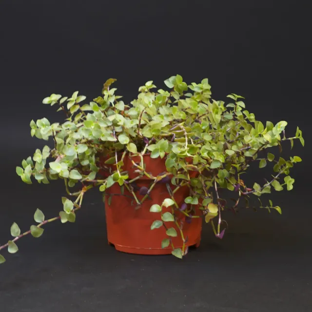 Jouw Cavia Knabbelplant verse plant vitamine
