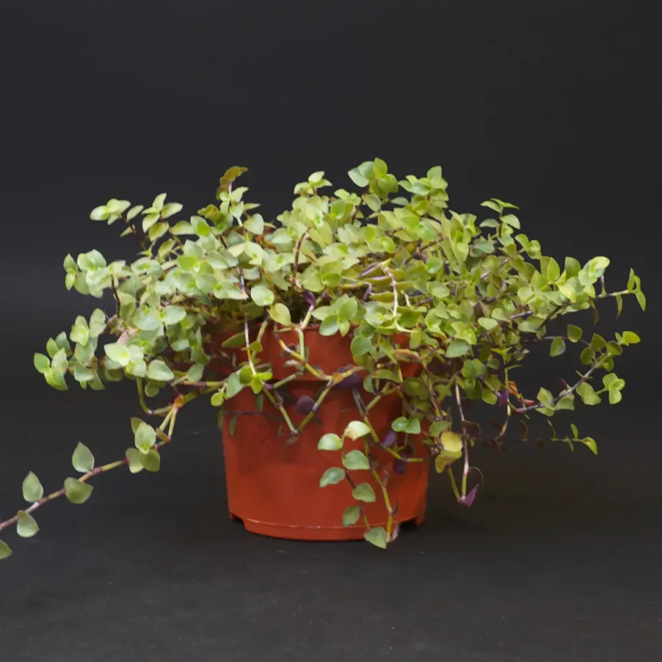 Jouw Cavia Knabbelplant verse plant vitamine