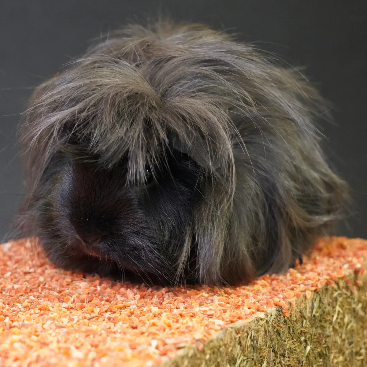 Jouw Cavia Knabbelhuis S schuilhuis karton klein