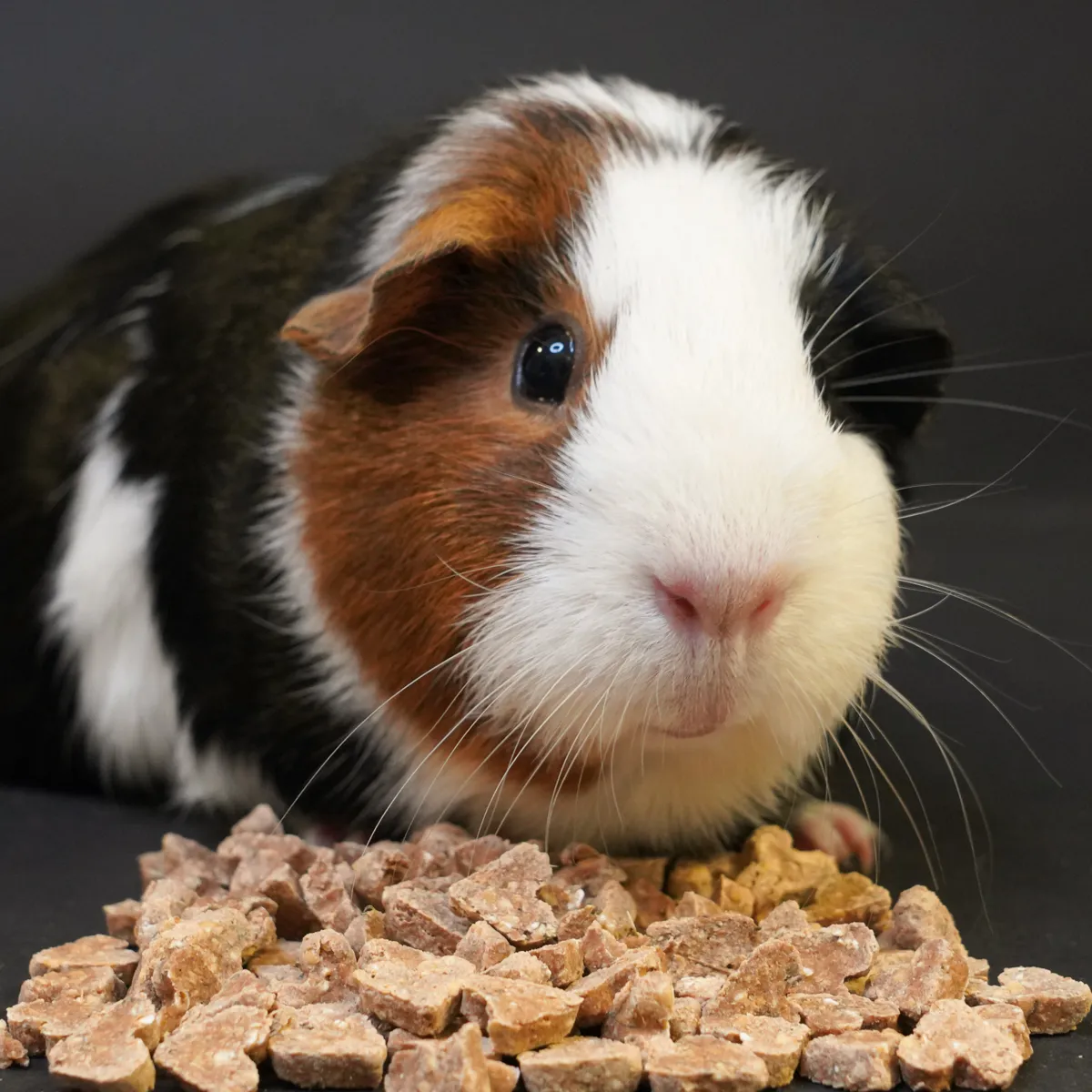 Jouw Cavia My Little Sweetheart koekjes tijm zonder suiker