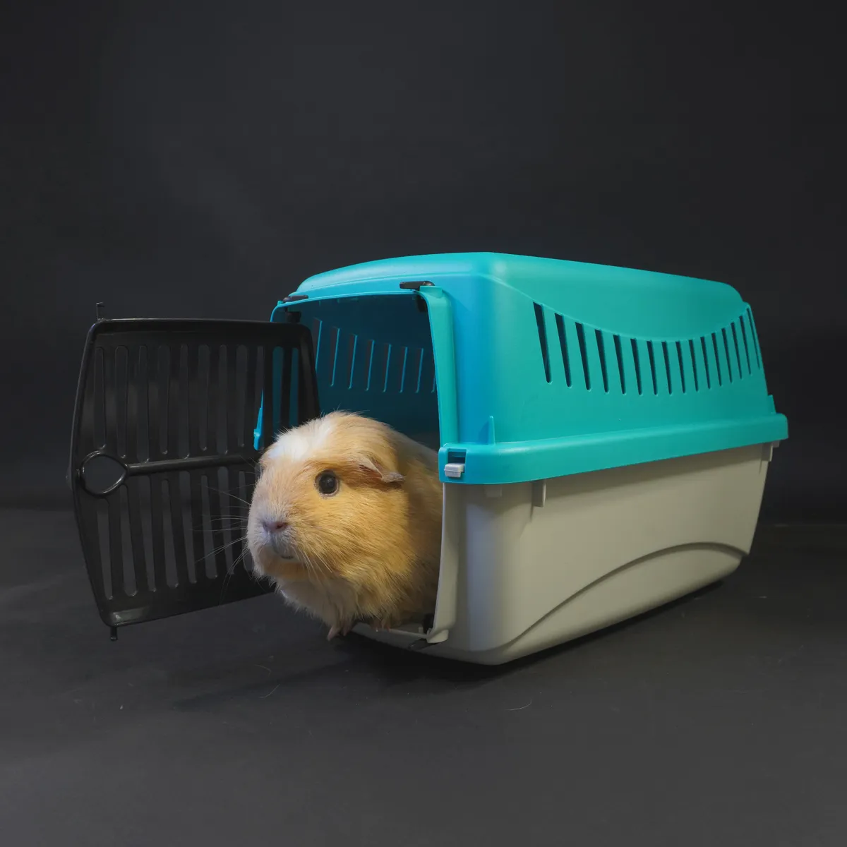 Jouw Cavia Reismand XS vervoersbox grijs turquoise