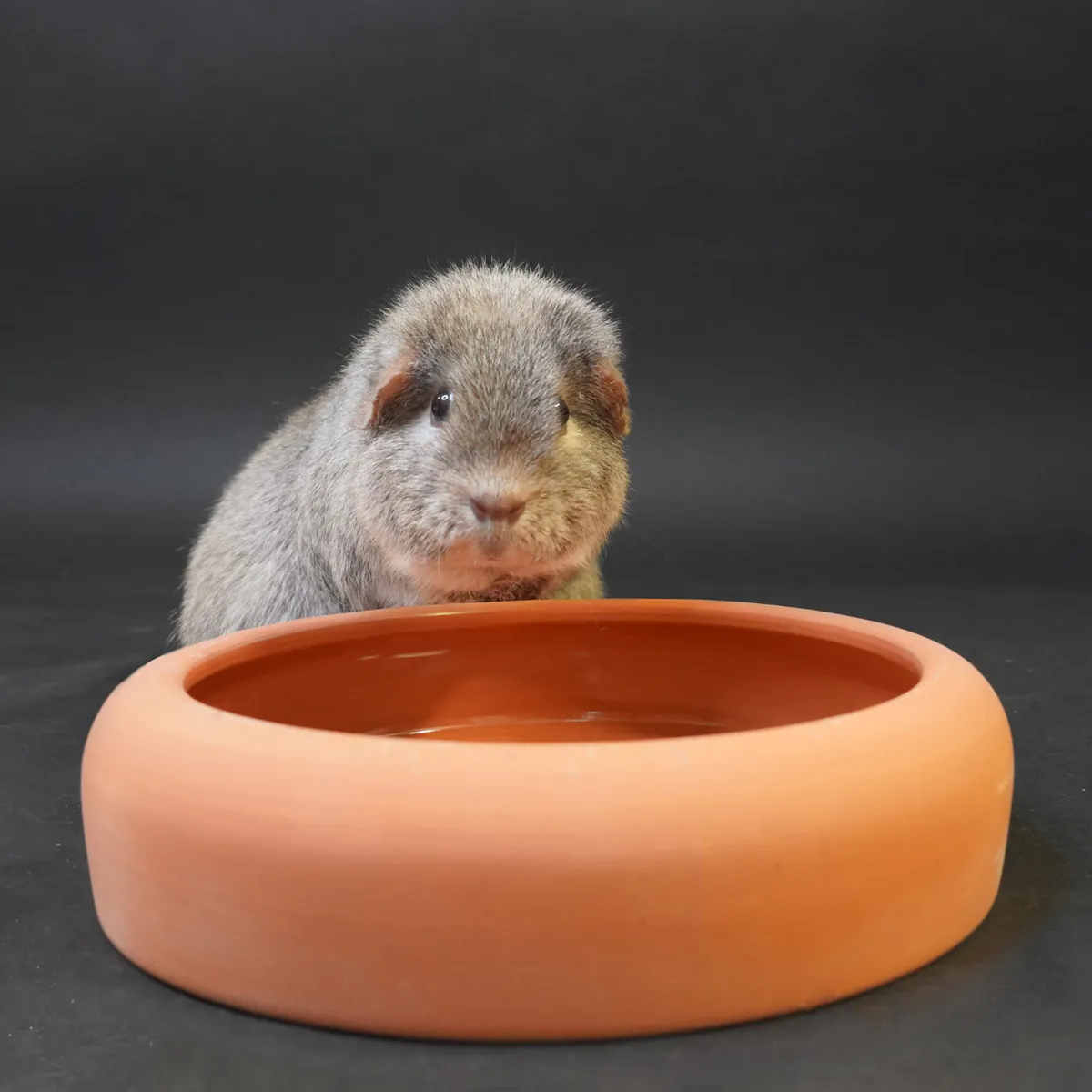 Jouw Cavia Terracotta Bowl L voerbak steen
