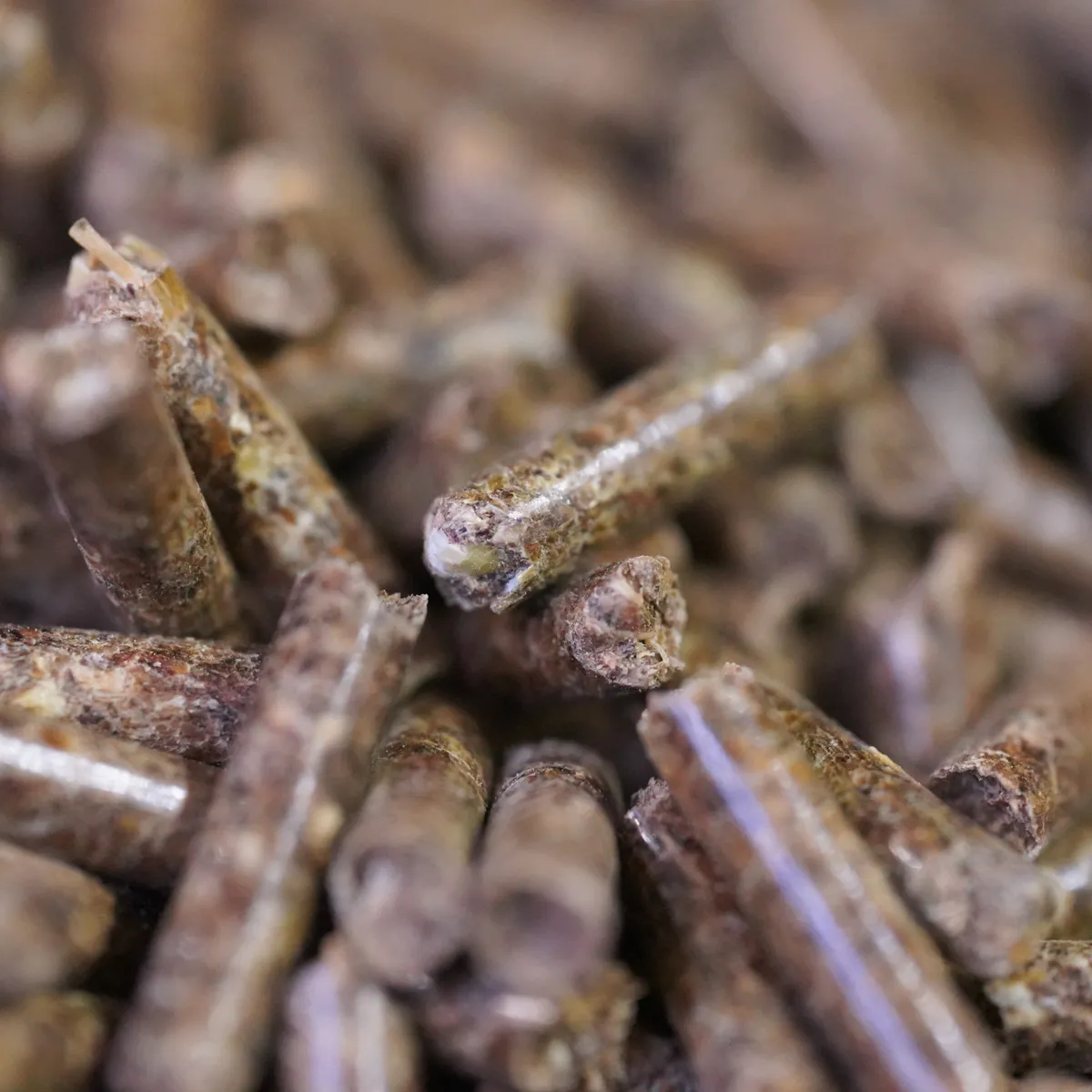 GoVet Gastroplex Supplement Spijsvertering Vegan