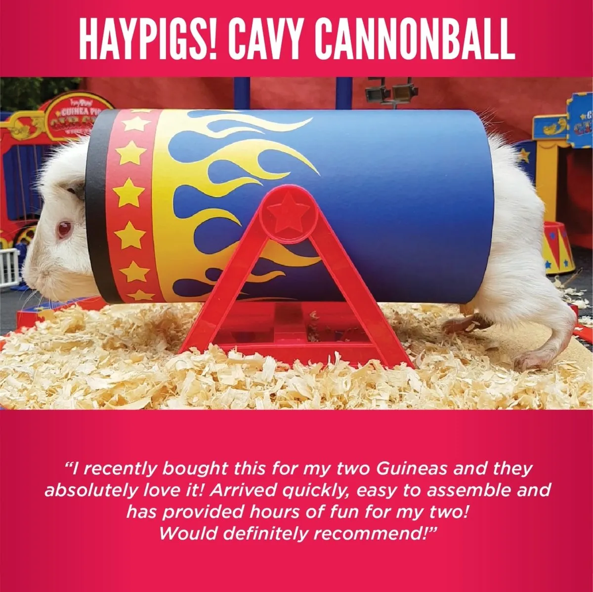 HayPigs Cavy Cannonball tunnel cavia 21,5cm karton kantel