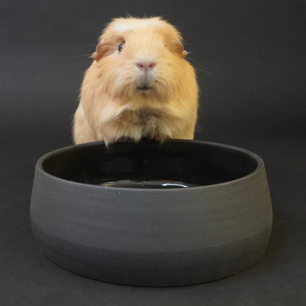 Jouw Cavia Pablo Eet- En Drinkbak m keramiek