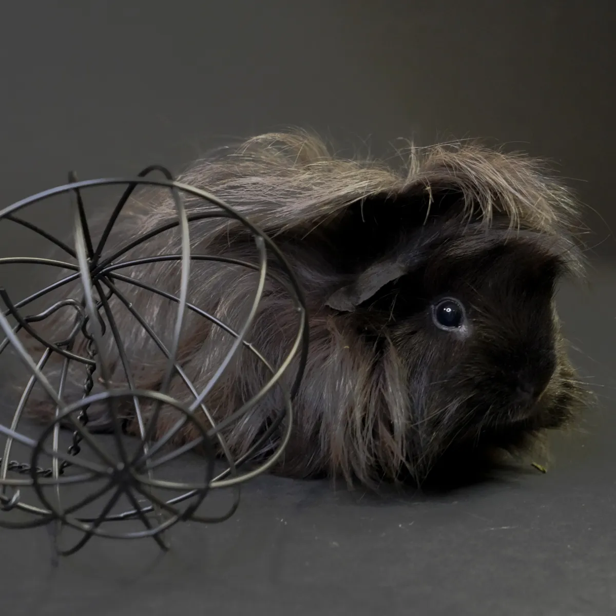 Jouw Cavia Herb ball hooi snackbal kruiden
