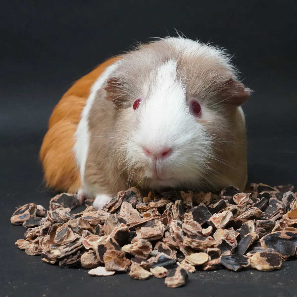 Jouw Cavia Johannesbrood snack sterke geur