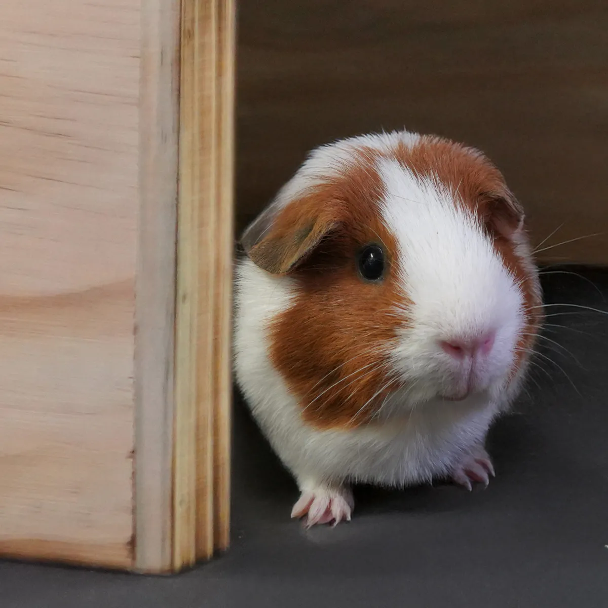 Jouw Cavia Hide shed open houten schuilhuis gevlamd hout