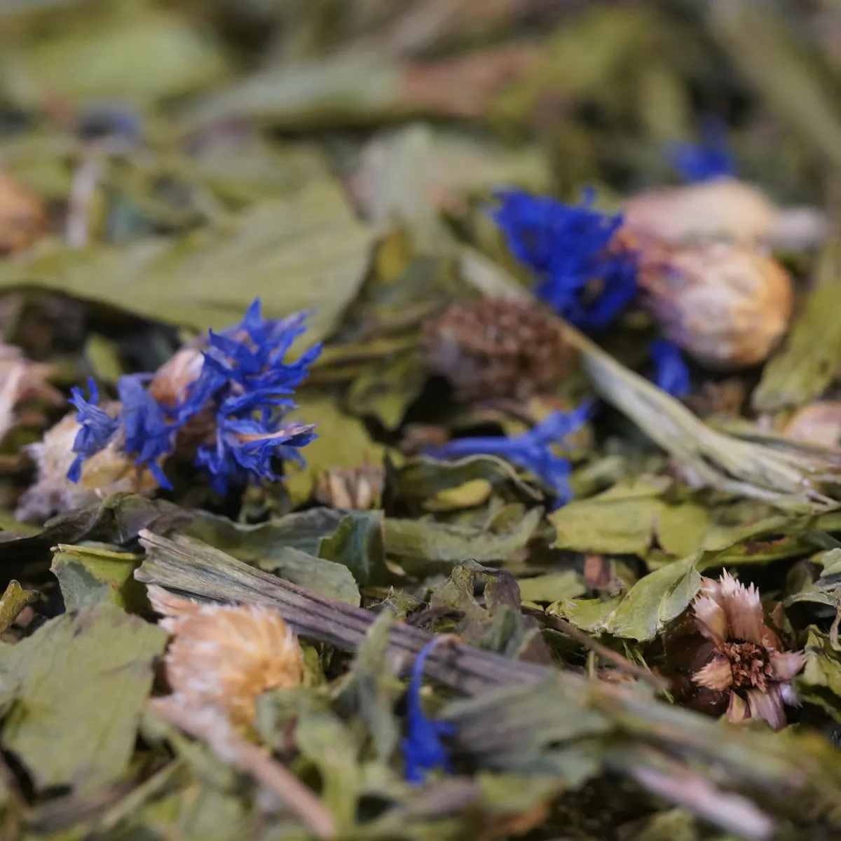 Jouw Cavia smalle weegbree kruiden korenbloem natuurlijk